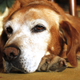 Image for article titled The Next Frontier in the Weed Business Is Sick, Old Dogs